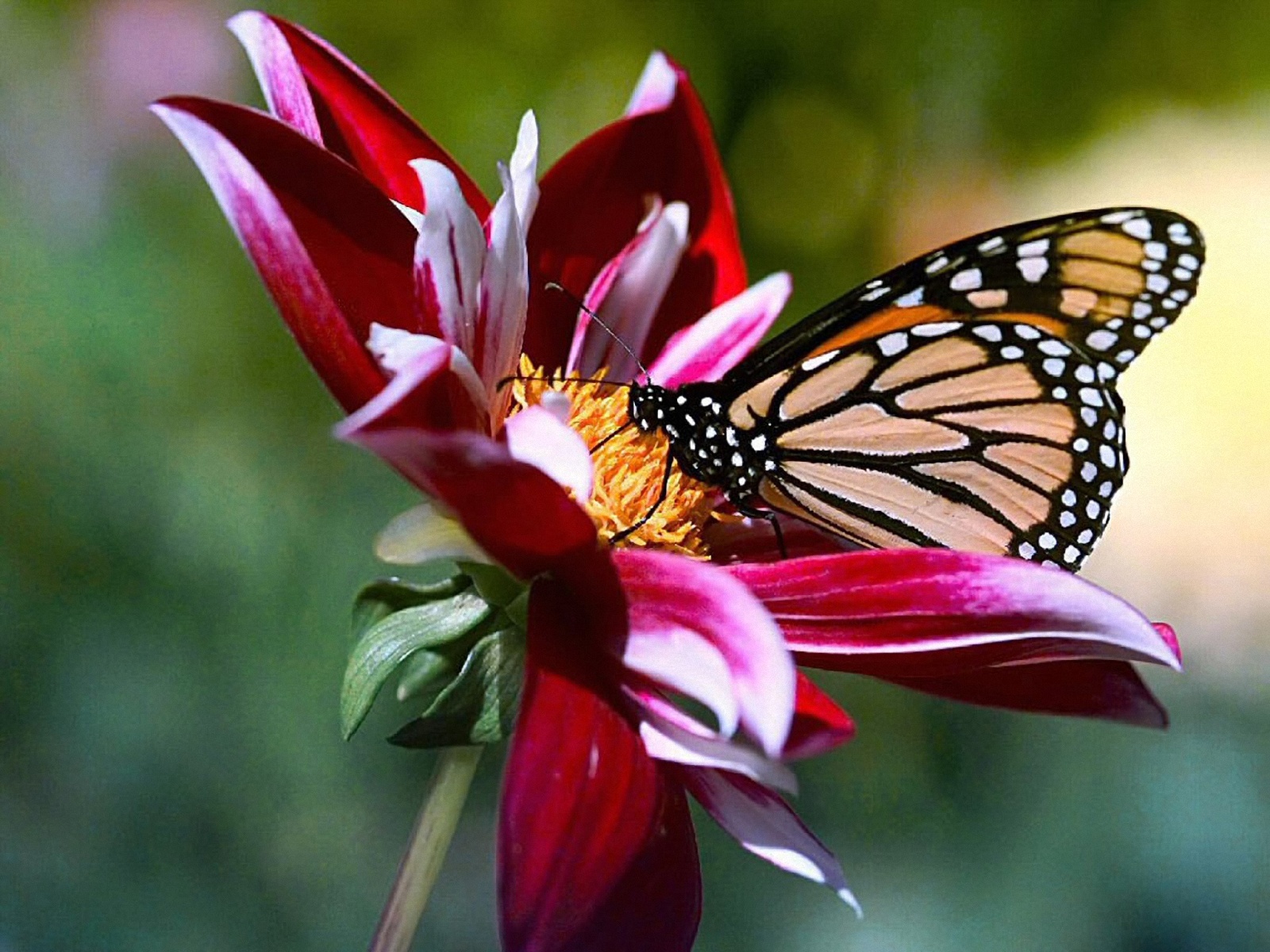 Resultado de imagen de una flor y una mariposa con un pajarito